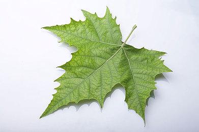 为《GTA6》更新换代？ R星运营13年的支援网站关闭